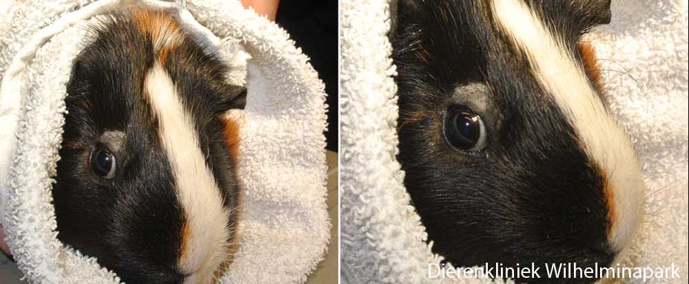 Een cavia met een korsterige schilferige plek boven het oog